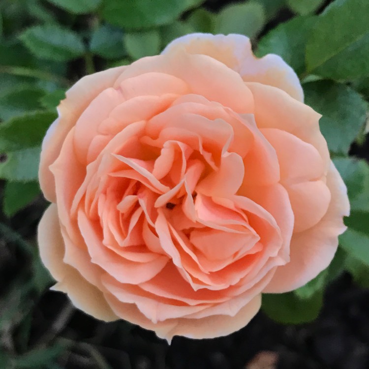 Plant image Rosa 'Korfloci01' syn. Rosa 'Joie de Vivre', Rosa 'Garden of Roses', Rosa 'Cream Veranda', Rosa 'Cream Flower Circus'