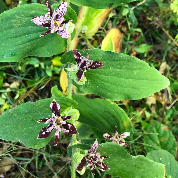 Plant image Tricyrtis hirta 'Raspberry Mousse'