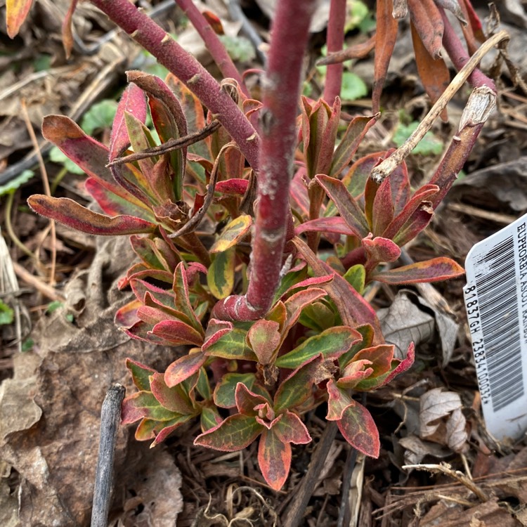 Plant image Euphorbia x martini 'Ascot Rainbow'