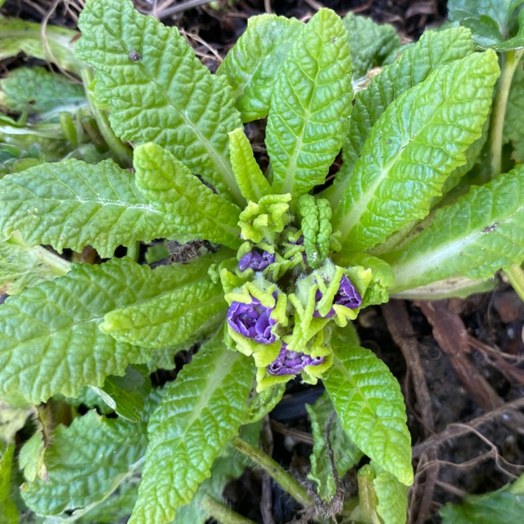 plant image 1253539 plant image 1253539