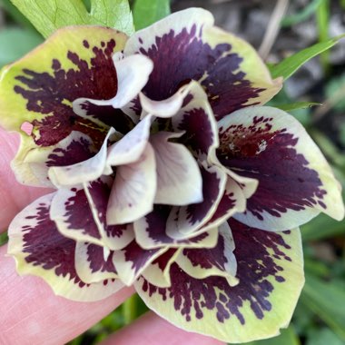 Helleborus 'Shotgun Wedding' (Wedding Party Series)