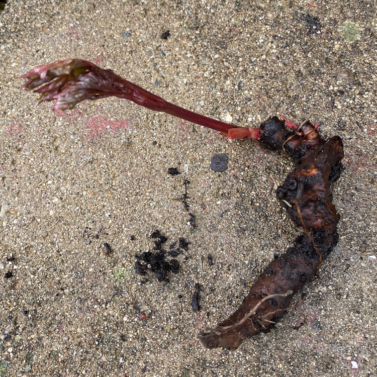 plant image 1254876