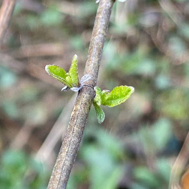 plant image 1256802