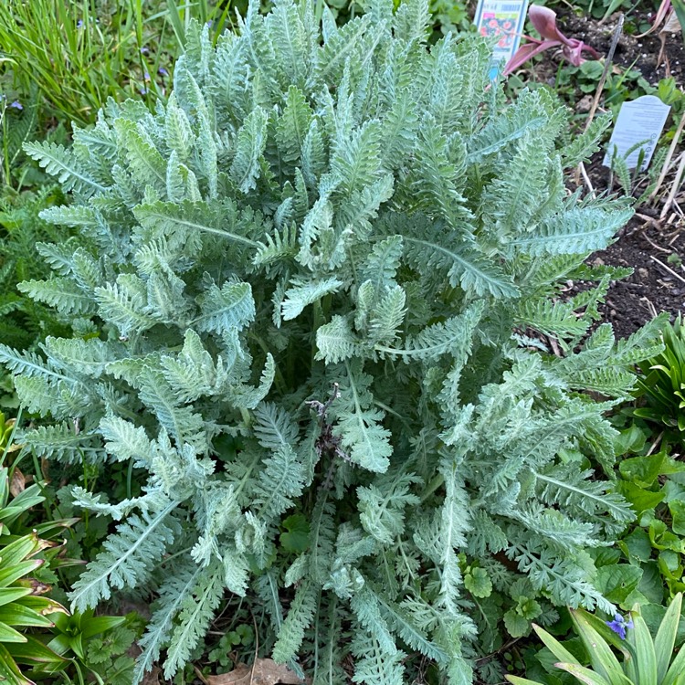 plant image 1288428 plant image 1288428