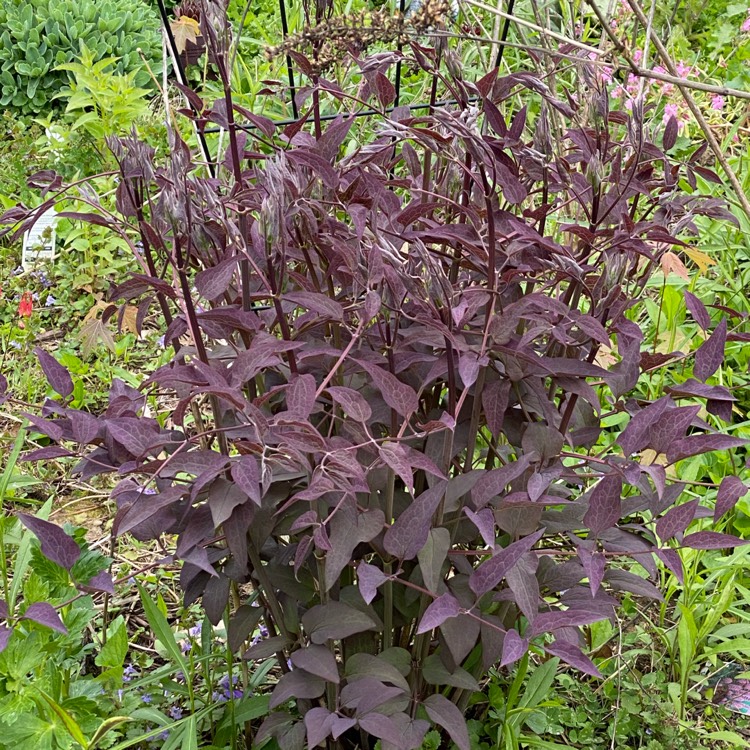 plant image 1292788 plant image 1292788