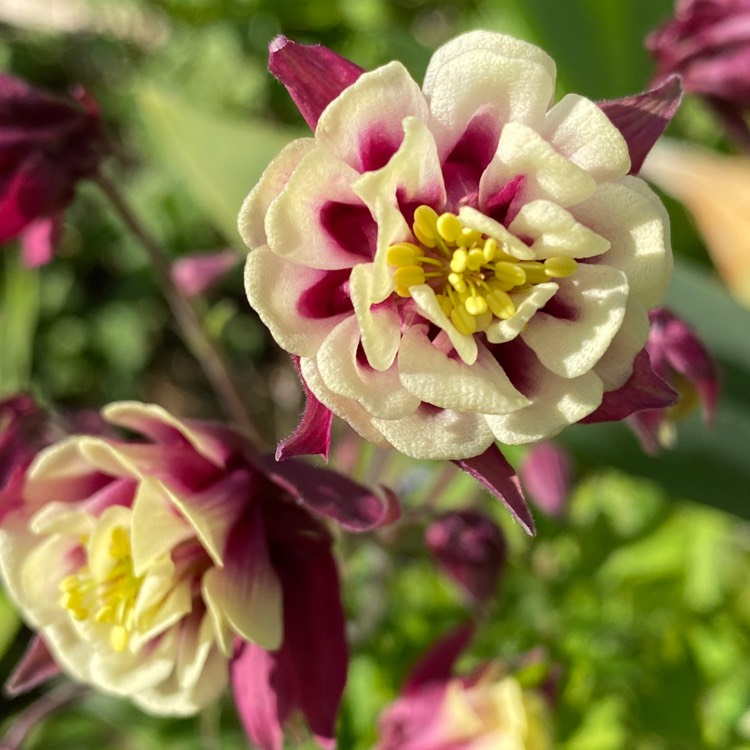 plant image 1296272