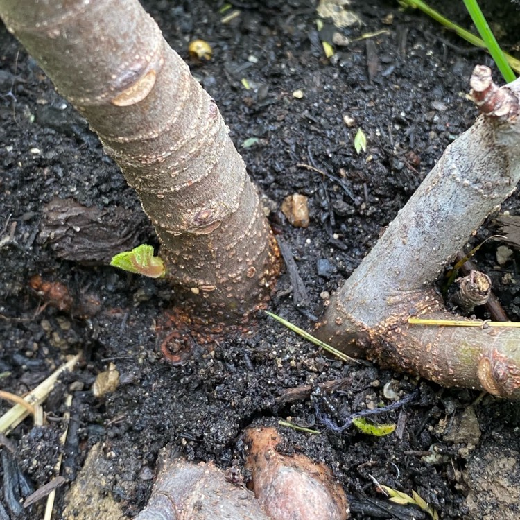 plant image 1301193