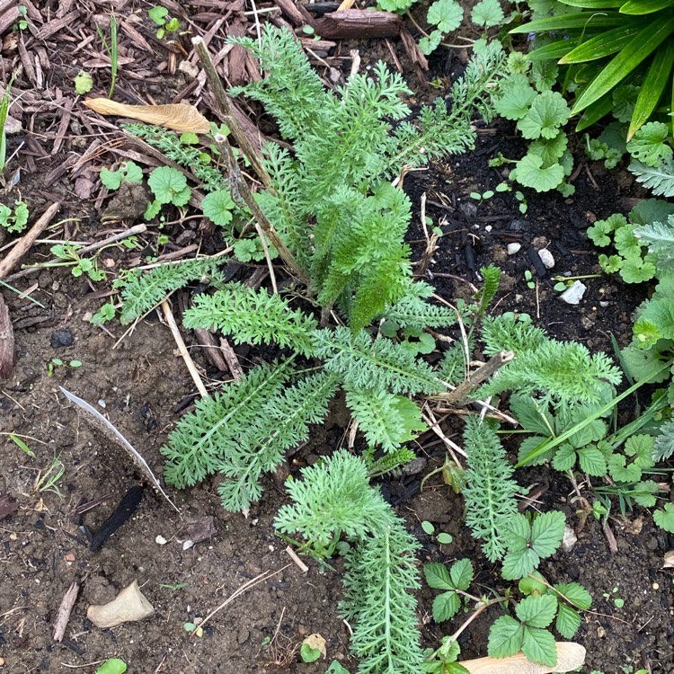 plant image 1305460 plant image 1305460