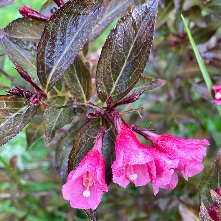 plant image 1307744 plant image 1307744