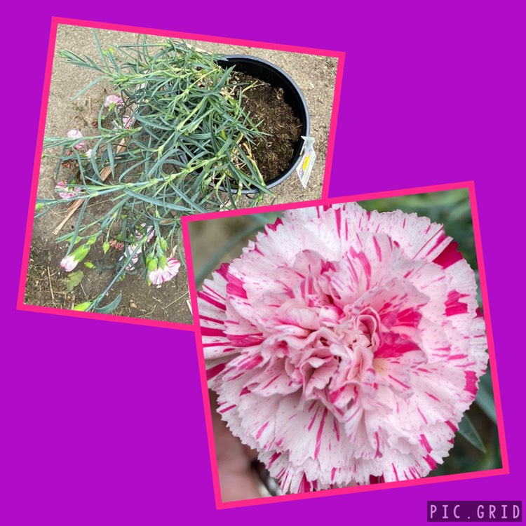 plant image 1312382