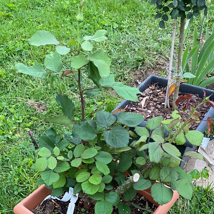 plant image 1314111