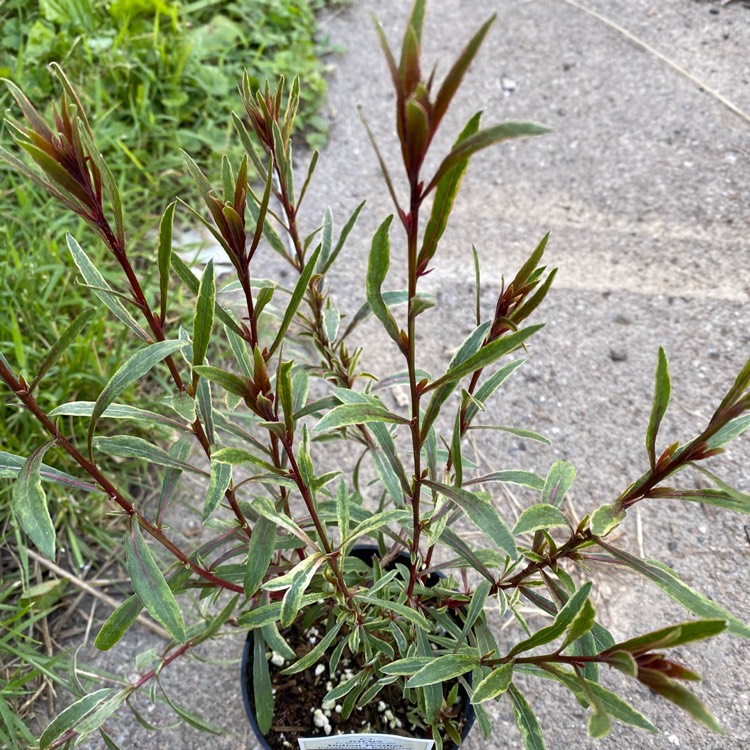 Plant image Oenothera lindheimeri 'Passionate Rainbow' syn. Gaura lindheimeri 'Passionate Rainbow'