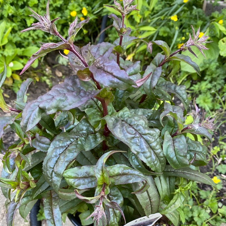 plant image 1315827