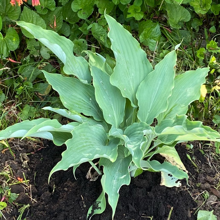 plant image 1321512