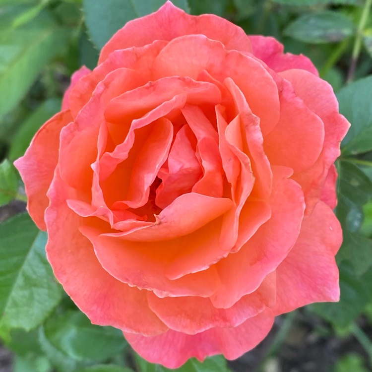 plant image 1329935
