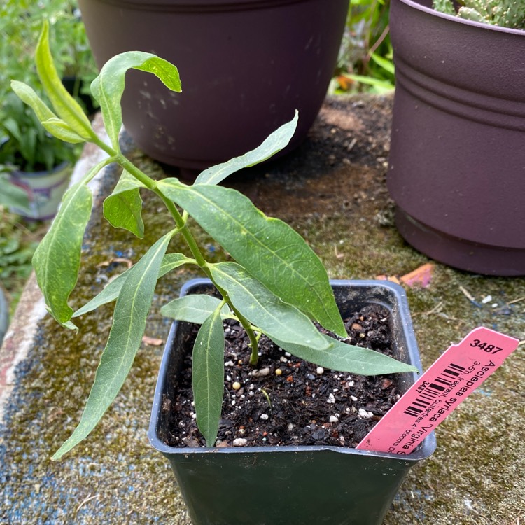 plant image 1333431