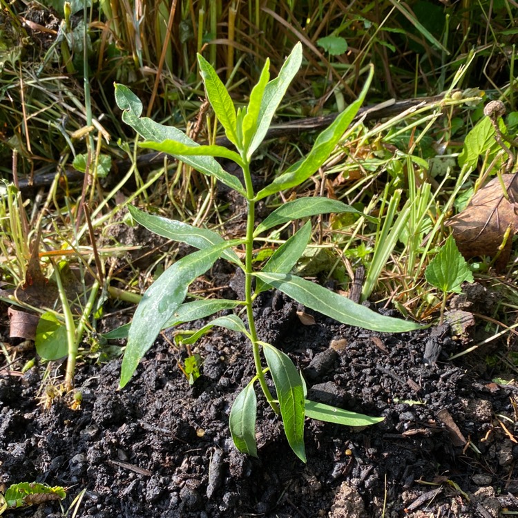 plant image 1337450