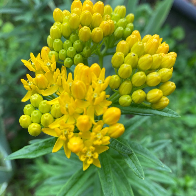 Plant image Asclepias tuberosa 'Hello Yellow'