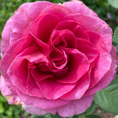 Rosa 'Wekrigoyelo' syn. Rosa 'Gentle Giant'