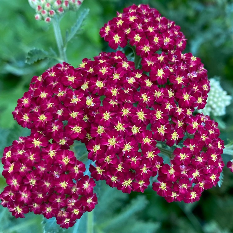 plant image 1349604 plant image 1349604