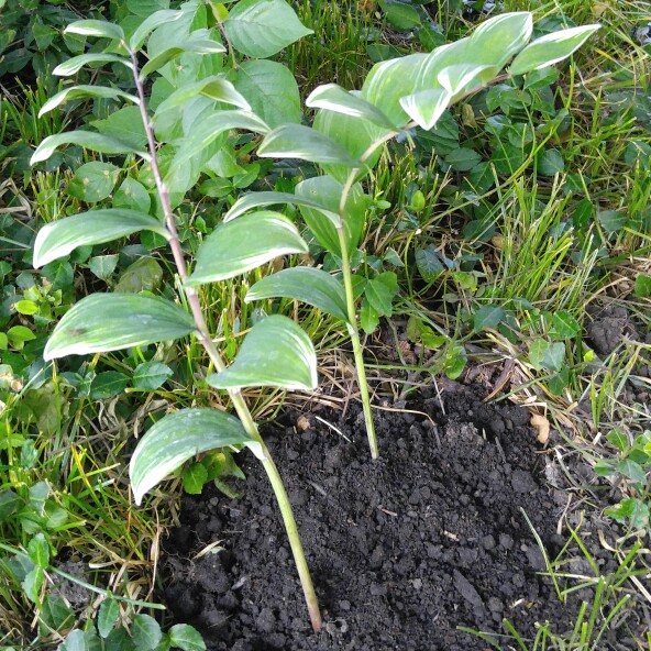 plant image 144320