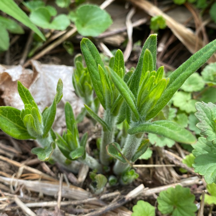 plant image 1473169