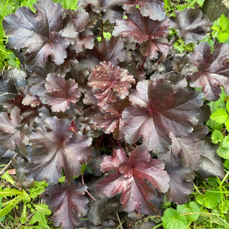 Plant image Heuchera 'Black Pearl'