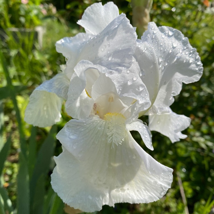 plant image 1475447 plant image 1475447