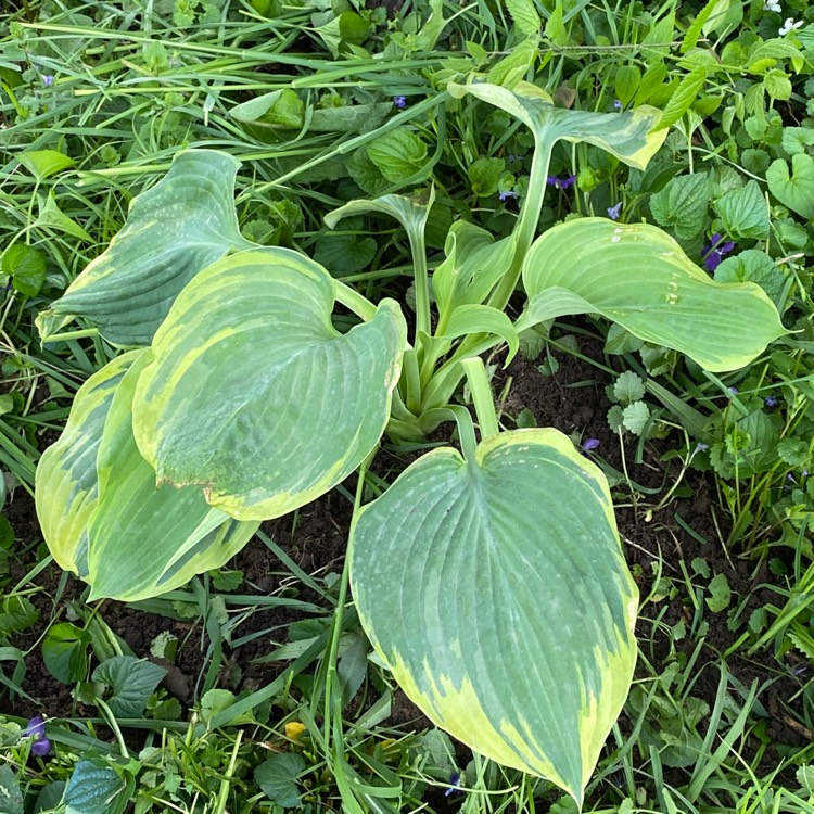 Plant image Hosta 'Earth Angel'