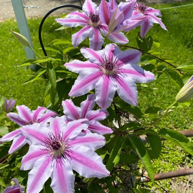 Clematis