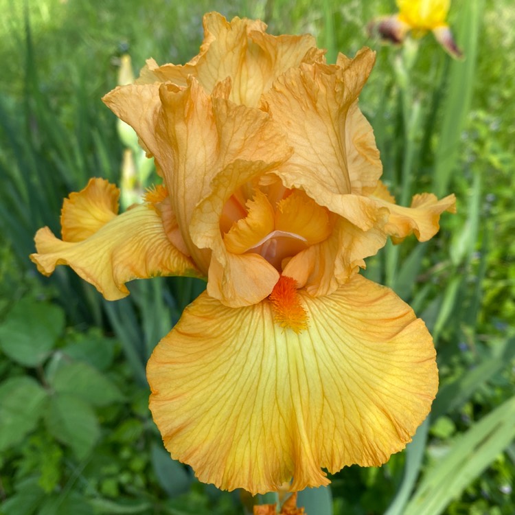 plant image 1483817 plant image 1483817