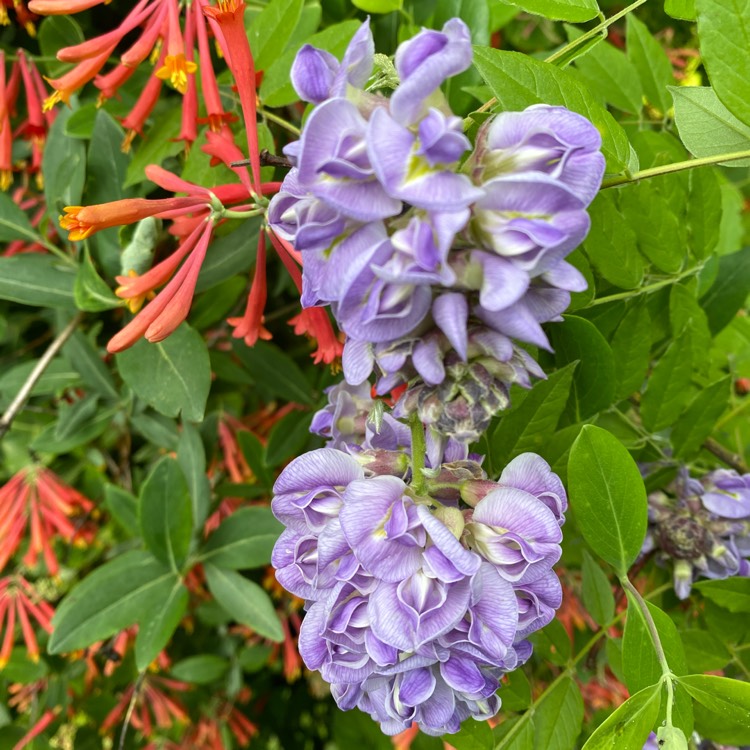 plant image 1483824 plant image 1483824