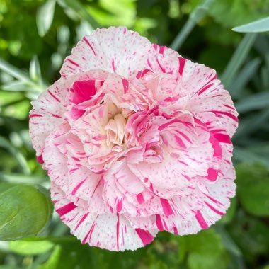 Dianthus ‘Pinball Wizard'