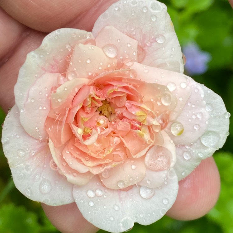 plant image 1484135