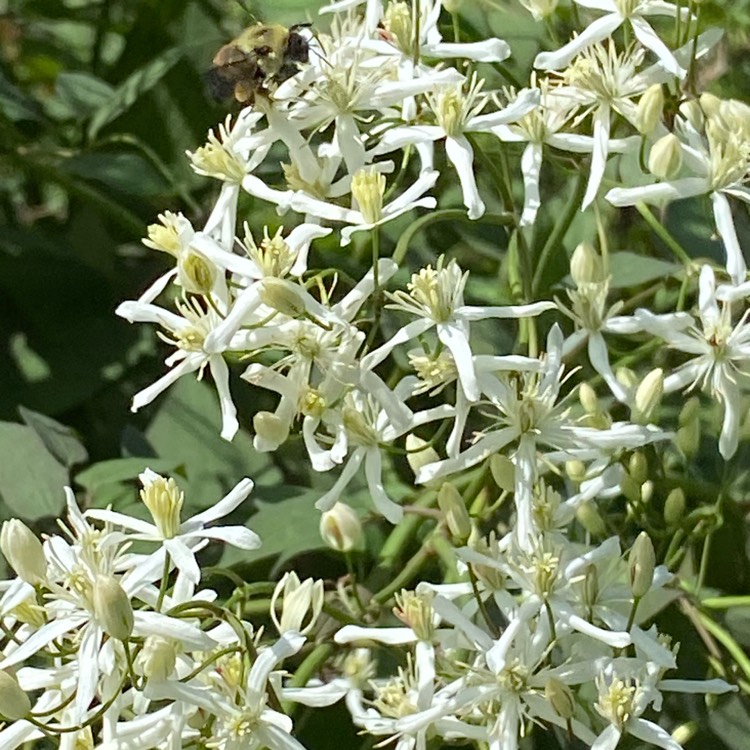 plant image 1487807 plant image 1487807