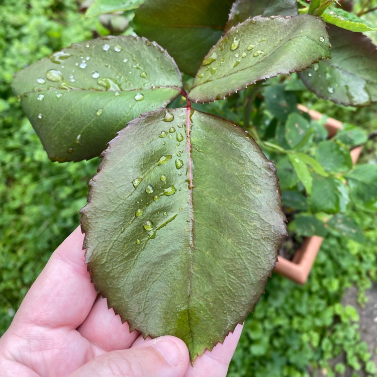 plant image 1491680