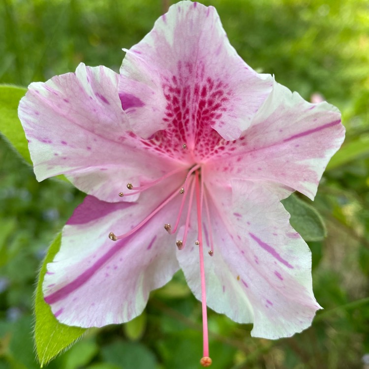 plant image 1587733
