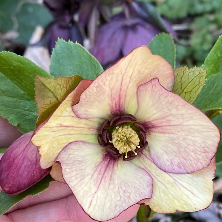 plant image 1649846