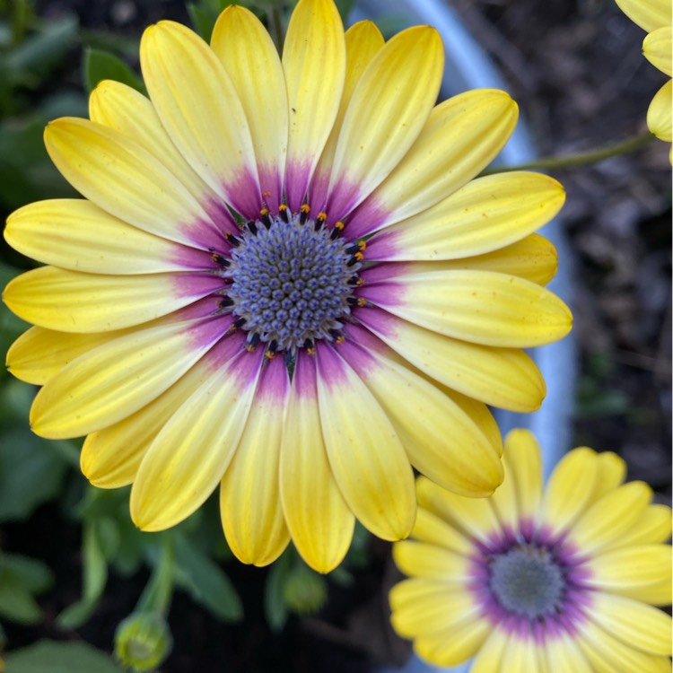 plant image 1656635