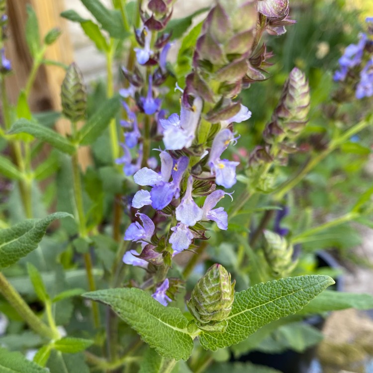 Plant image Salvia x sylvestris 'Balsalarv' syn. Salvia x sylvestris 'Blue Marvel', Salvia nemorosa 'Blue Marvel'