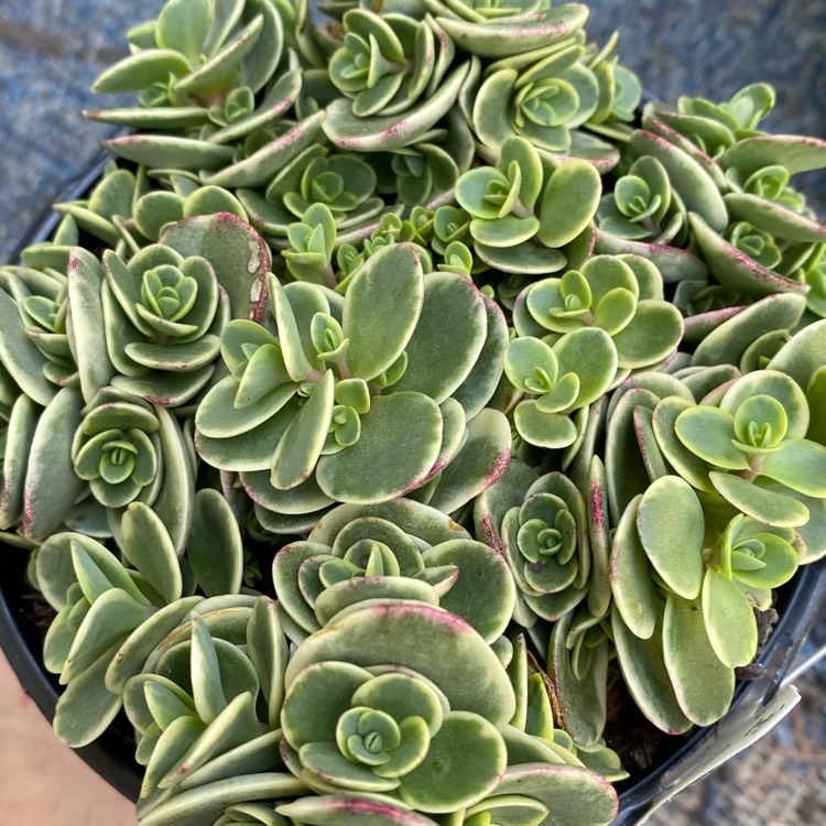 Plant image Sedum 'Sunsparkler Lime Twister'