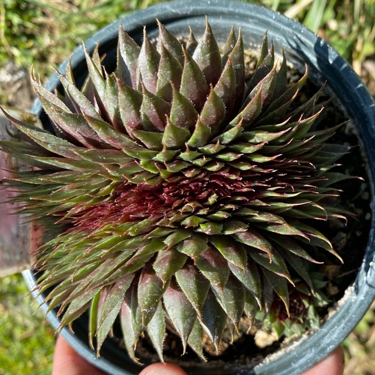 Plant image Sempervivum Purple Passion