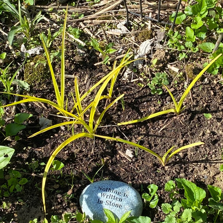 plant image 1663074 plant image 1663074