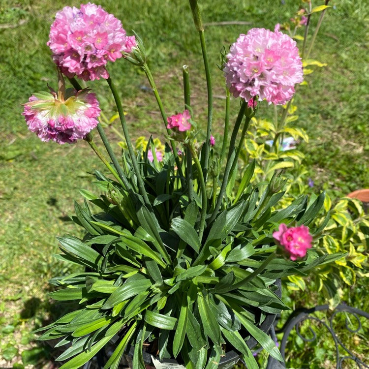 plant image 1664005
