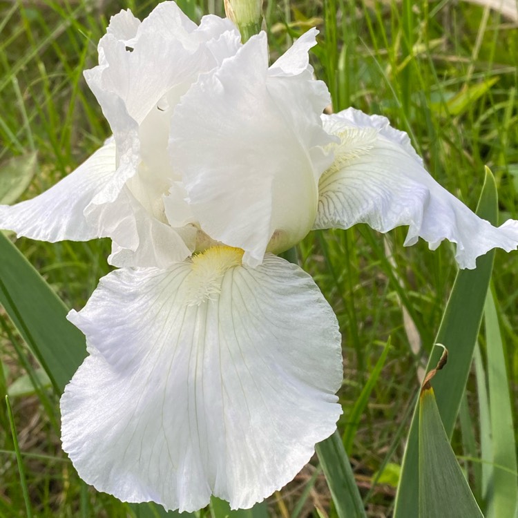 plant image 1664370 plant image 1664370