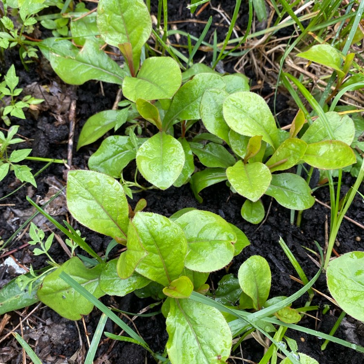 plant image 1664902 plant image 1664902