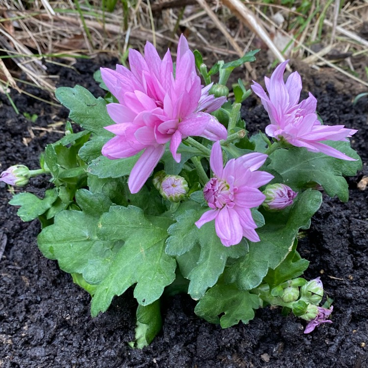 plant image 1665273