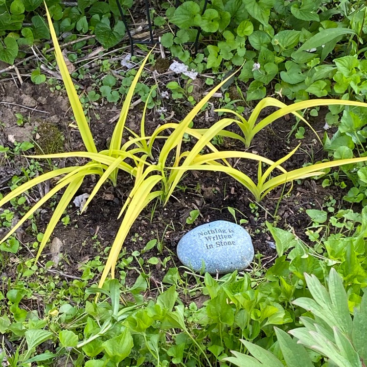 plant image 1666566 plant image 1666566