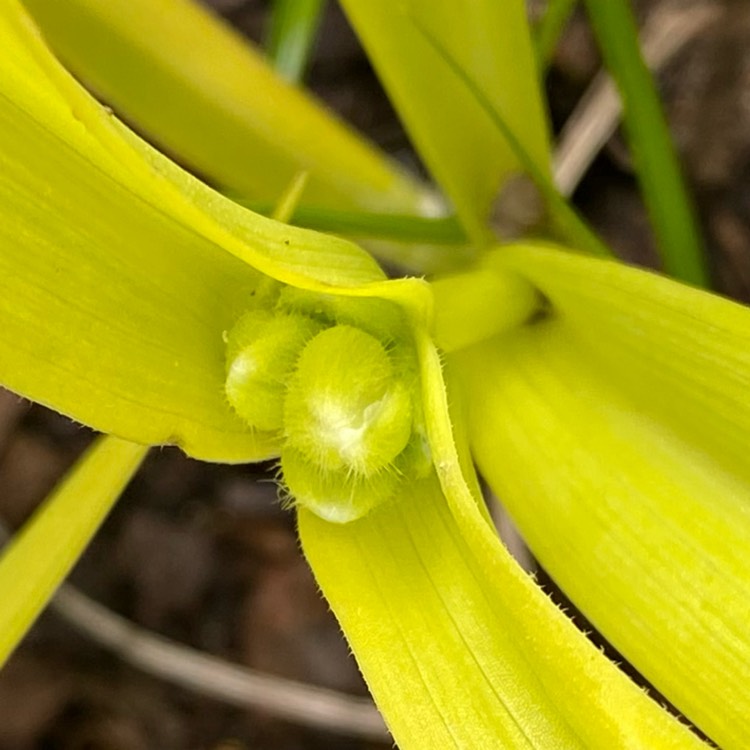 plant image 1666567 plant image 1666567