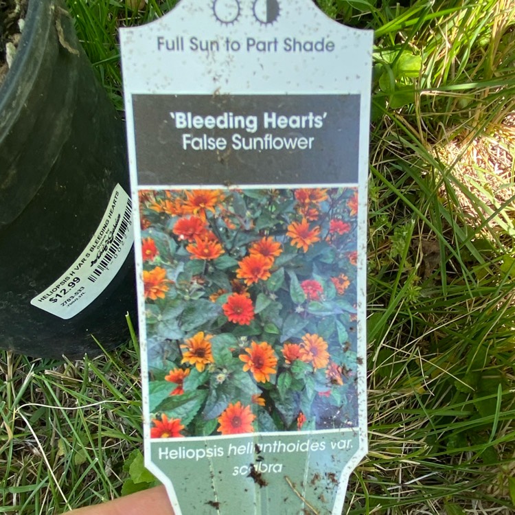 plant image 1668972 plant image 1668972